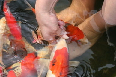 Fall Fish Feeding Protocol 