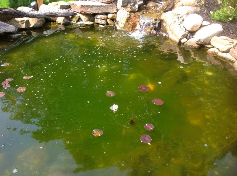 Algae Green Pond NJ 