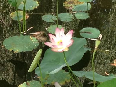 Lotus in NJ 