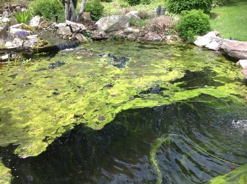 Pond String Algae NJ